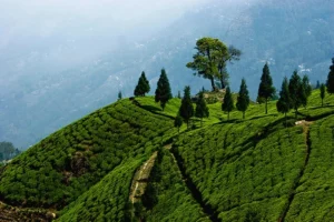 Read more about the article Happy Valley Tea Estate: Sip, Savor, and Smile