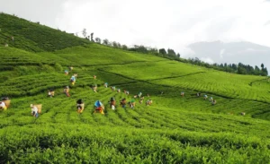Read more about the article Temi Tea Garden: Blossom in Serenity at Temi’s Tea Paradise